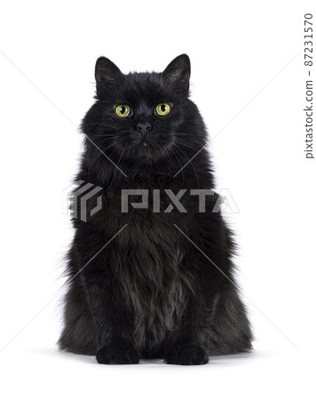 Siberian cat on white background 87231570