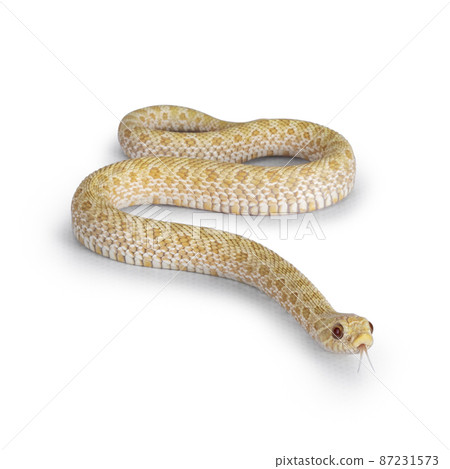 Albino hognose snake on white background Albino hognose snake on white background 87231573
