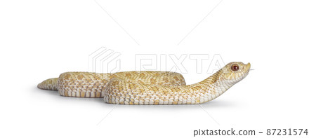 Albino hognose snake on white background Albino hognose snake on white background 87231574