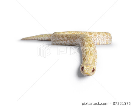 Albino hognose snake on white background Albino hognose snake on white background 87231575