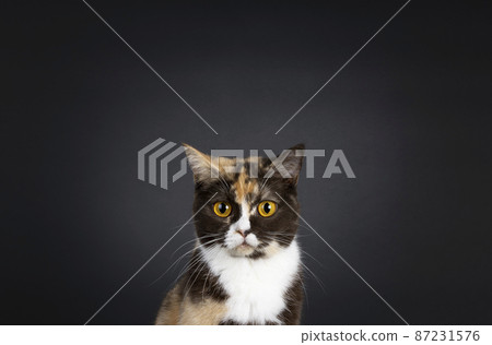 British Shorthair cat on black background British Shorthair cat on black background 87231576