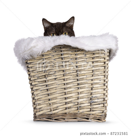 British Shorthair cat on white background British Shorthair cat on white background 87231581