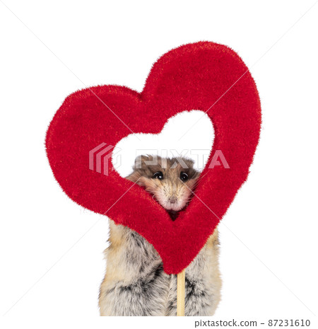 Hamster on white background Hamster on white background 87231610