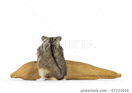 Hamster on white background Hamster on white background 87231616