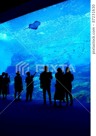 Sendai Uminomori Aquarium Large Aquarium Vertical Sendai Uminomori Aquarium Large Aquarium Vertical 87231630