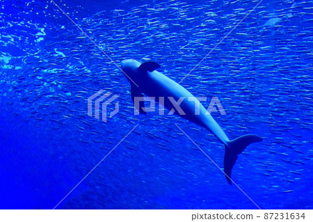 Sendai Uminomori Aquarium Sunameri Sendai Uminomori Aquarium Sunameri 87231634