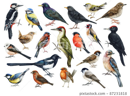 Forest birds watercolor set. Hand drawn realistic bird illustration collection. Woodpecker, sparrow, chickadee, magpie, wren, robin, blackbird, starling elements. Big collection of forest birds Forest birds watercolor set. Hand drawn realistic bird illustration collection. Woodpecker, sparrow, chickadee, magpie, wren, robin, blackbird, starling elements. Big collection of forest birds 87231818