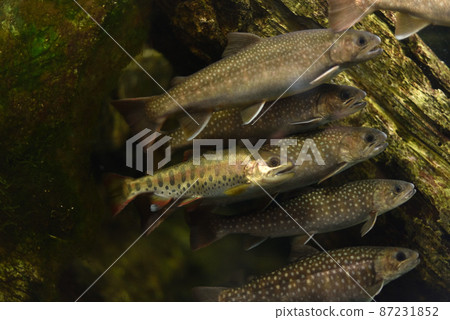 Yamajo fish mixed with rock fish 1 Yamajo fish mixed with rock fish 1 87231852