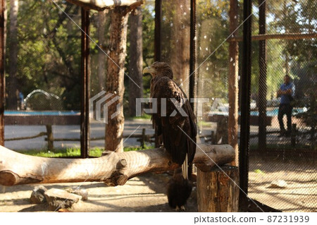 A war eagle sitting on a branch in a zoo cage A war eagle sitting on a branch in a zoo cage 87231939