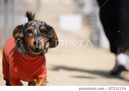 銀斑達克斯與主人同行 87232154