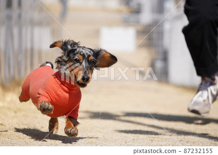 Silver dapple Dax running with the owner Silver dapple Dax running with the owner 87232155