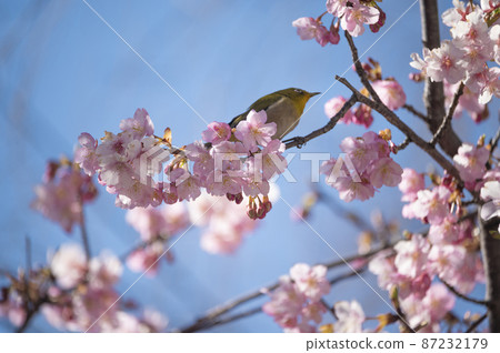 Kawazu cherry blossoms that dance the white-eye 87232179
