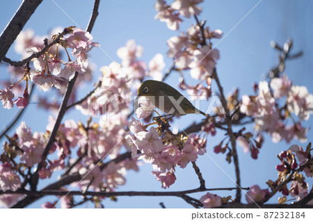Kawazu cherry blossoms that dance the white-eye 87232184