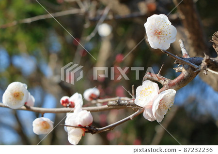 Shiraume blooming on a branch 1 Shiraume blooming on a branch 1 87232236