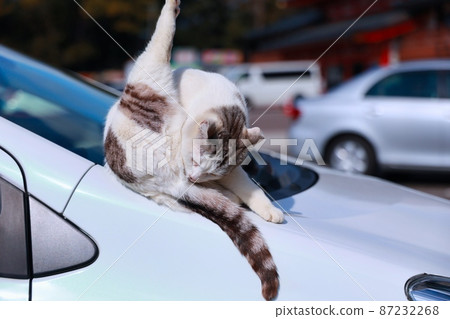 Stray cat grooming on the car Stray cat grooming on the car 87232268