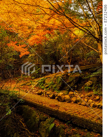 [Kagawa] Shodoshima Kankakei Ropeway Autumn Leaves 87232486