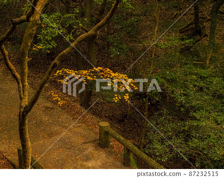 [Kagawa] Shodoshima Kankakei Ropeway Autumn Leaves 87232515