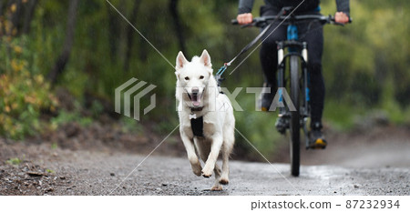 Bikejoring dog mushing race. Dog pulling bike with bicyclist, competition in forest, sled dog racing Bikejoring dog mushing race. Dog pulling bike with bicyclist, competition in forest, sled dog racing 87232934