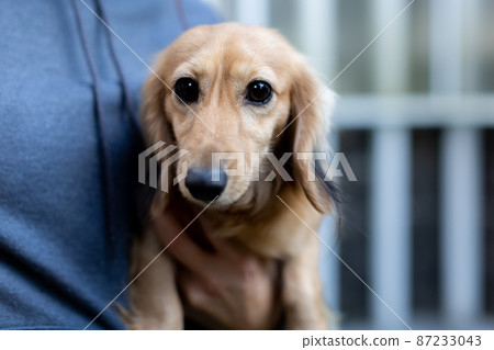 Kaningen Dachshund Kaningen Dachshund 87233043
