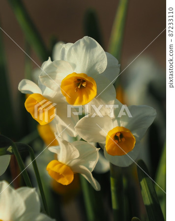 水仙（自然質感） 87233110