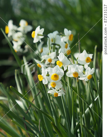 Narcissus (natural texture) Narcissus (natural texture) 87233117