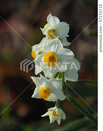 Narcissus (natural texture) Narcissus (natural texture) 87233118
