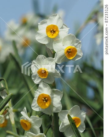 水仙(自然質感) 水仙(自然質感) 87233126