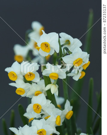 Narcissus (natural texture) Narcissus (natural texture) 87233137