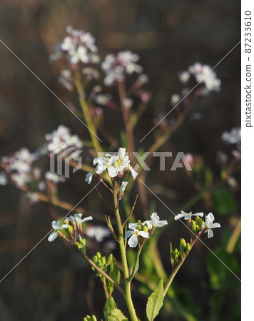 Radish Flower 87233610
