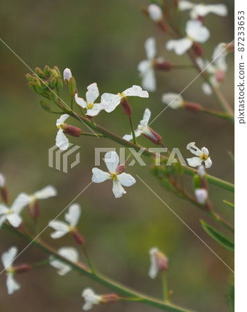 Radish Flower Radish Flower 87233653