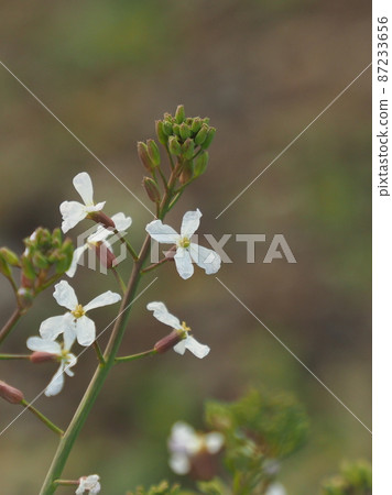 Radish Flower Radish Flower 87233656