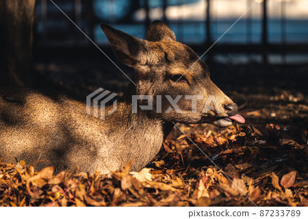 奈良公園的鹿 奈良公園的鹿 87233789