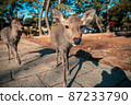 接近的鹿 87233790