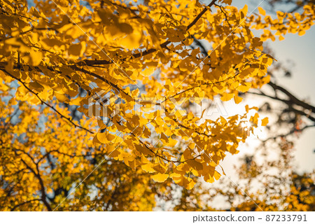 銀杏 銀杏 87233791