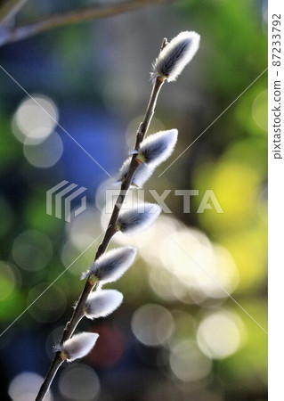 褪色柳背景圓模糊 87233792