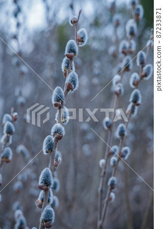 Willow branch with fluffy catkins in the forest on a blurred background,Vertical frame Willow branch with fluffy catkins in the forest on a blurred background,Vertical frame 87233871