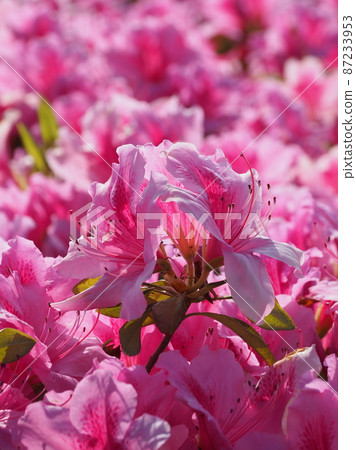 Beautiful azalea (azalea) 87233953