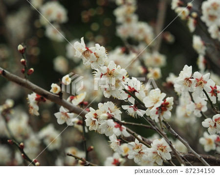 Authentic Dazaifu plum Authentic Dazaifu plum 87234150