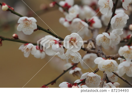 正宗太宰府李 87234493