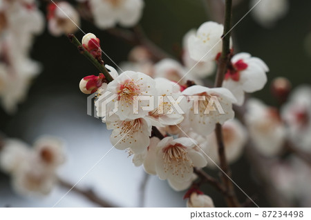Authentic Dazaifu plum Authentic Dazaifu plum 87234498