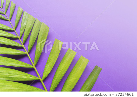 Palm leaves on purple background. Holy week and Lent season concept. 87234661