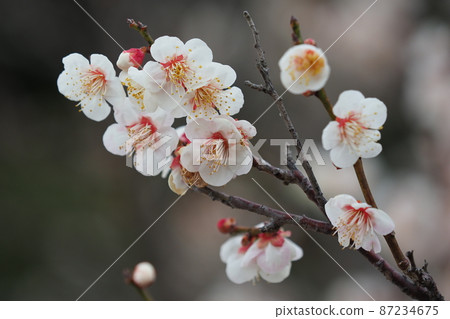 正宗太宰府李 87234675