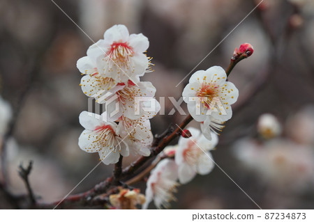 Authentic Dazaifu plum Authentic Dazaifu plum 87234873