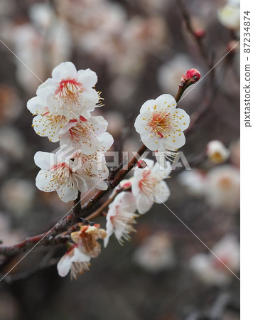 Authentic Dazaifu plum Authentic Dazaifu plum 87234874