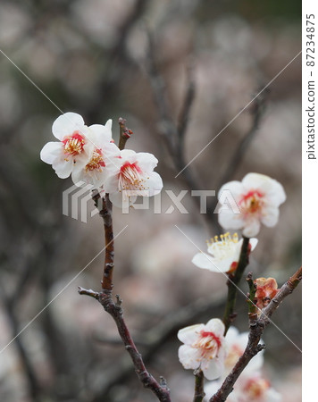 正宗太宰府李 87234875