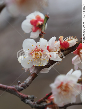 Authentic Dazaifu plum 87234876