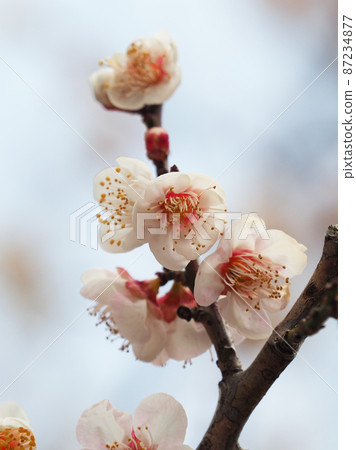 正宗太宰府李 87234877