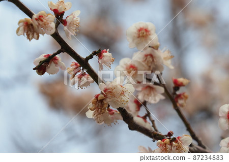 Authentic Dazaifu plum 87234883