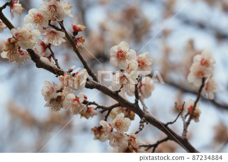 Authentic Dazaifu plum 87234884