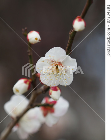 Authentic Dazaifu plum Authentic Dazaifu plum 87234891